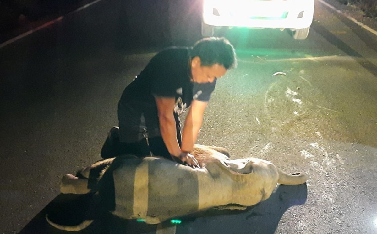 Elefante bebé revive luego de recibir RCP. (Reuters)