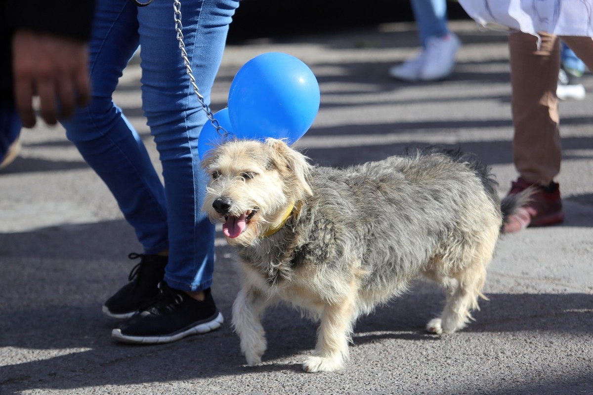 Los animales pueden provocar daños en el cuarto o así mismos a causa del estrés. (Rolando Riestra)