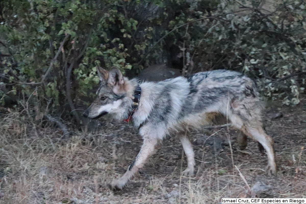 Los lobos mexicanos fueron liberados en Chihuahua | Conanp