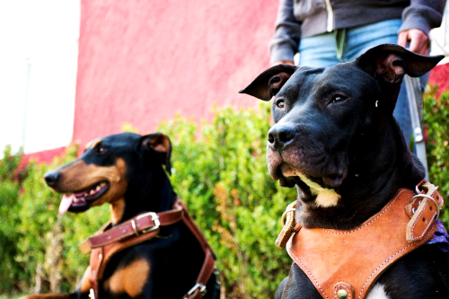 Lo más padre de tener una mascota es descubrir su personalidad, aseguran en Señor Dog.