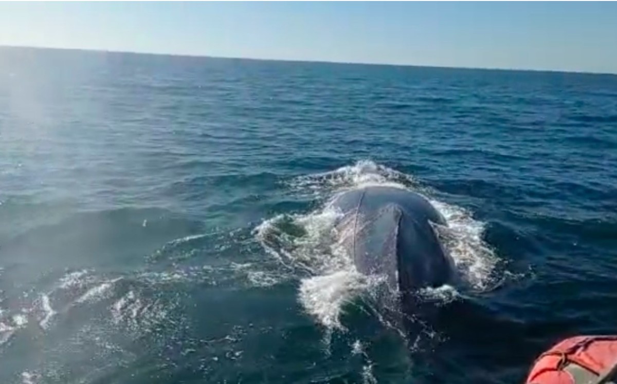 La ballena jorobada es una especie que visita aguas mexicanas año con año en esta temporada. (Especial)