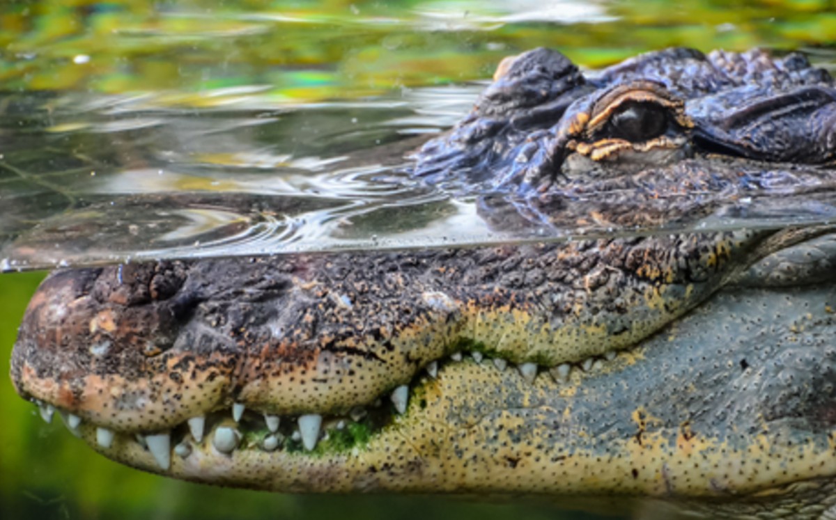 ¡Cocodrilo caníbal! Captan cómo un macho devora a otro. (shutterstock)