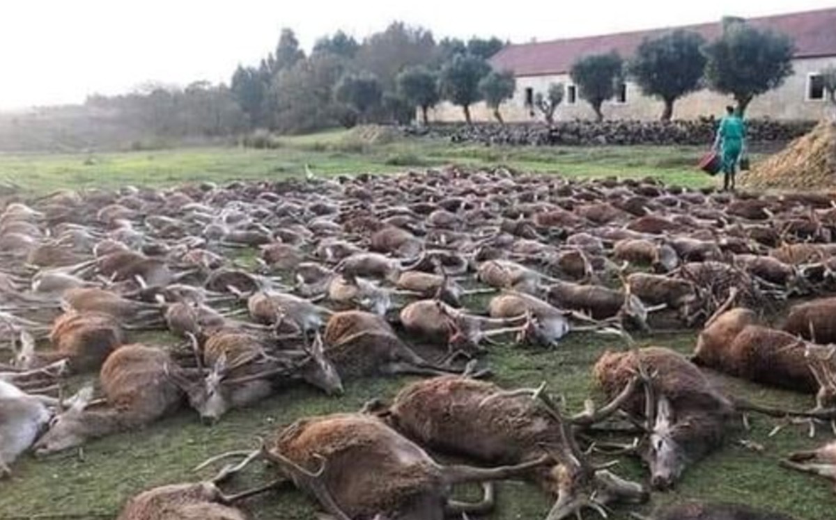 Una montería donde mataron a más de 500 animales indigna a Portugal. (Twitter)