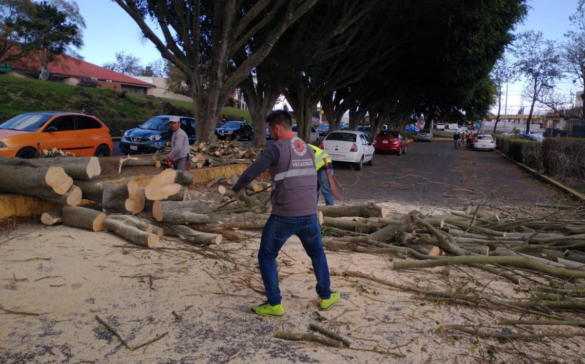 El viento derribó árboles, obstruyendo las vías públicas y hasta las carreteras. (Especial)