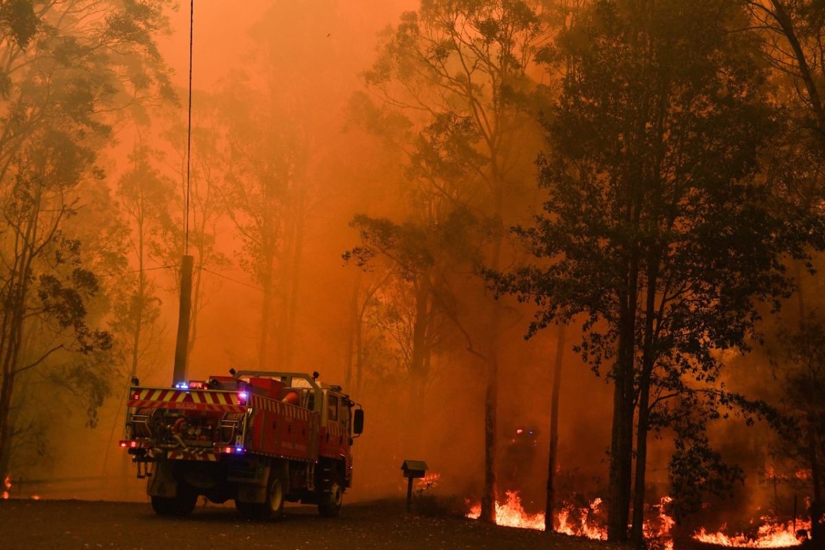 Los incendios forestales de Australia dejaron a su paso este 2020 millones de animales muertos. (Especial)