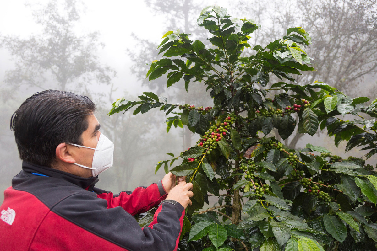 Ruta del café en Xicotepec. (Andrés Lobato)