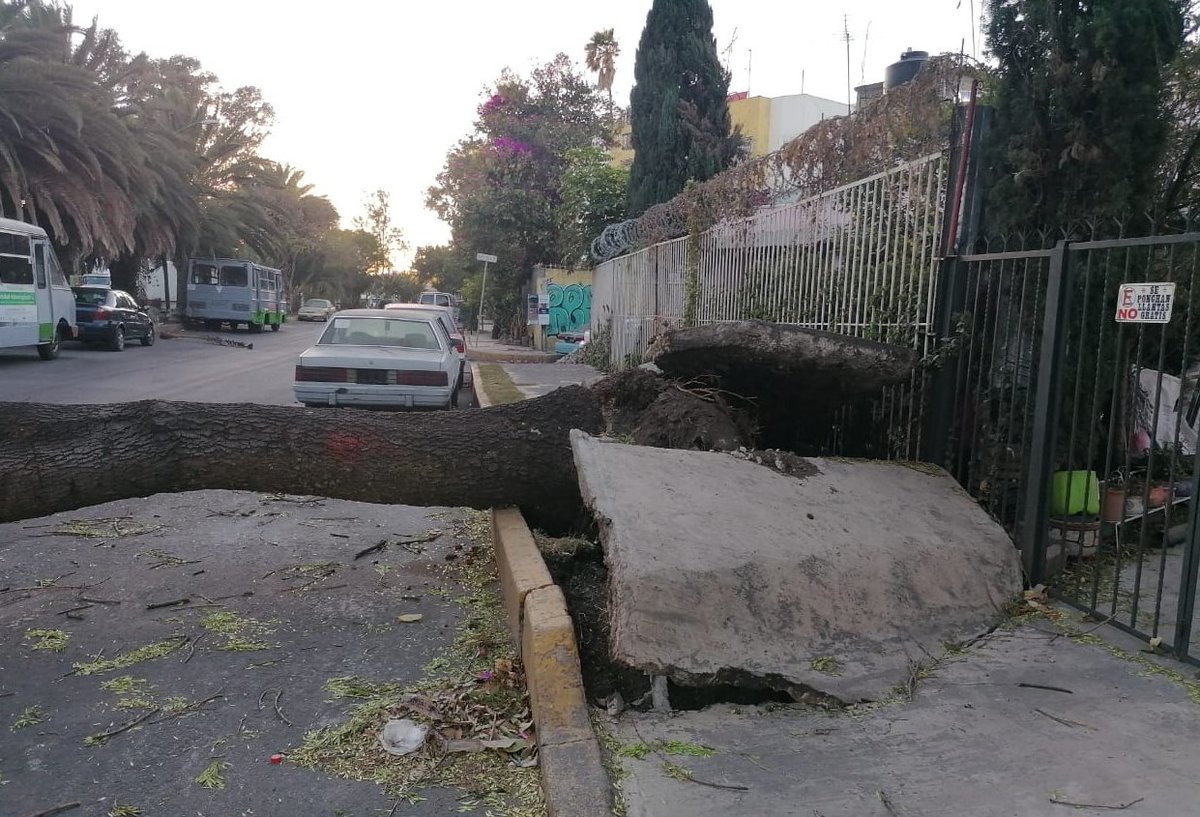 La alcaldía Coyoacán registró la mayor incidencia de caídas de árboles tras los vientos fuertes. (@SGIRPC_CDMX)