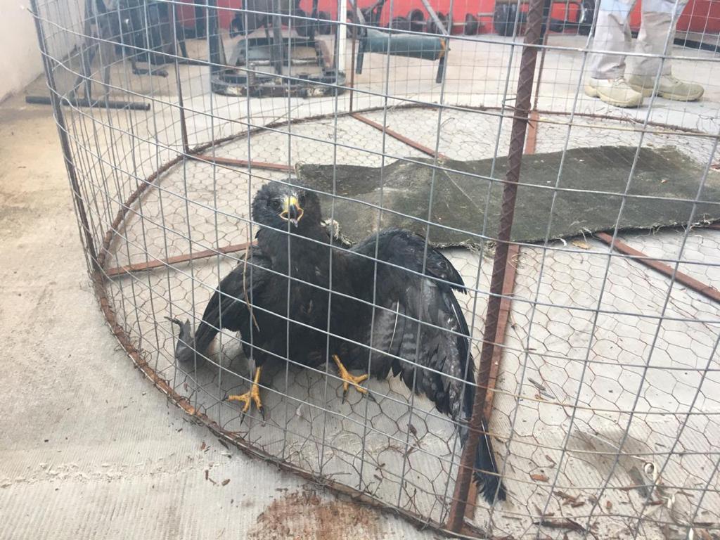 El animal fue resguardado por elementos de Protección Civil. (Julio Navarro)