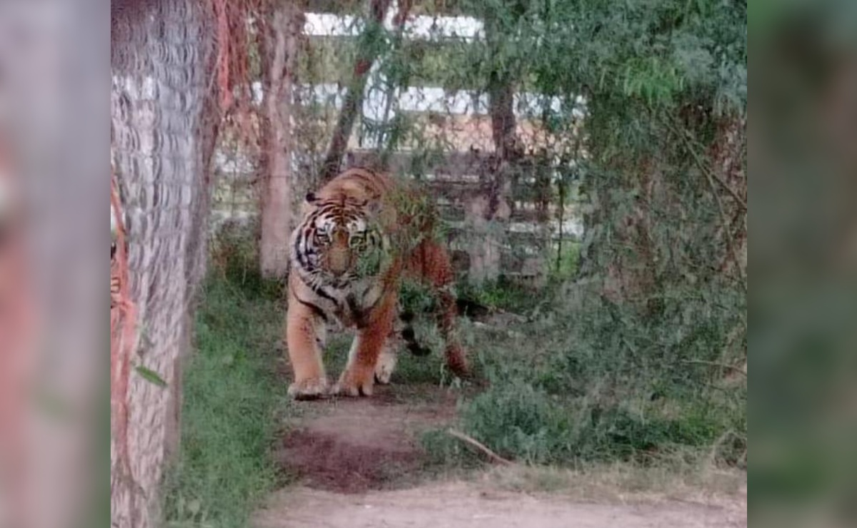 Los tigres de bengala y la leona quedaron a disposición del Ministerio Público Federal. (Especial)