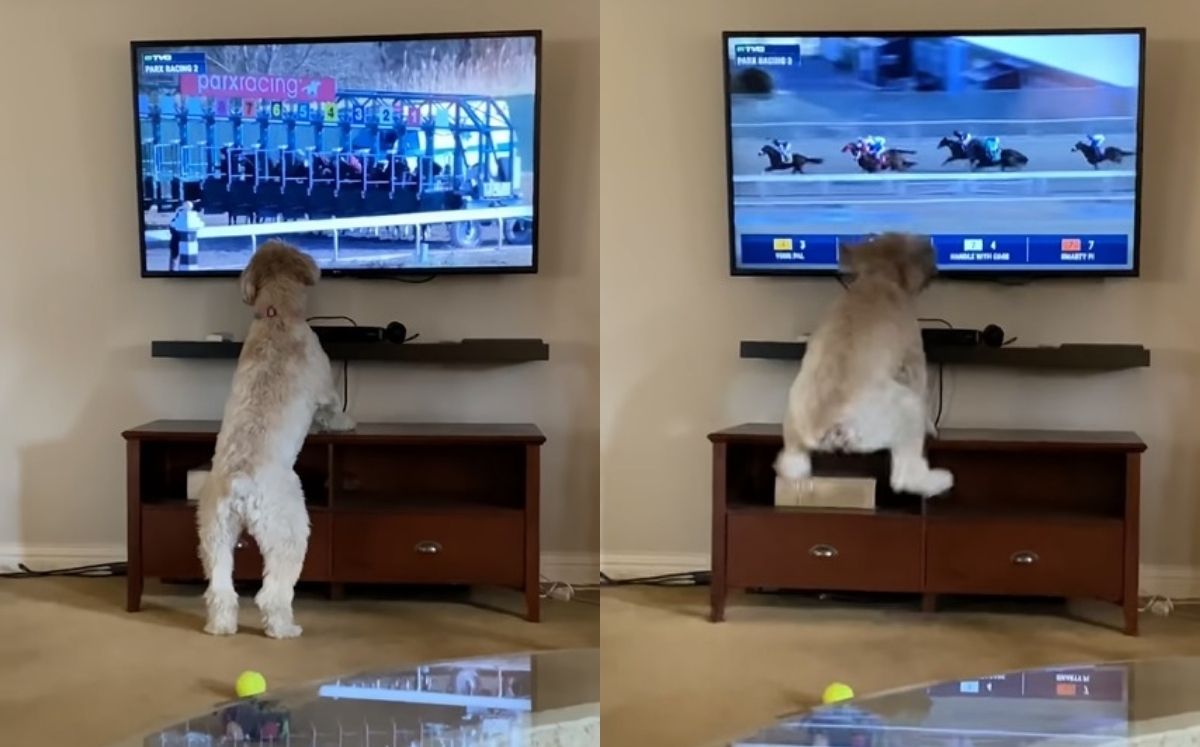 Bella, la perrita que salta de emoción al ver una carrera de caballos (Captura)