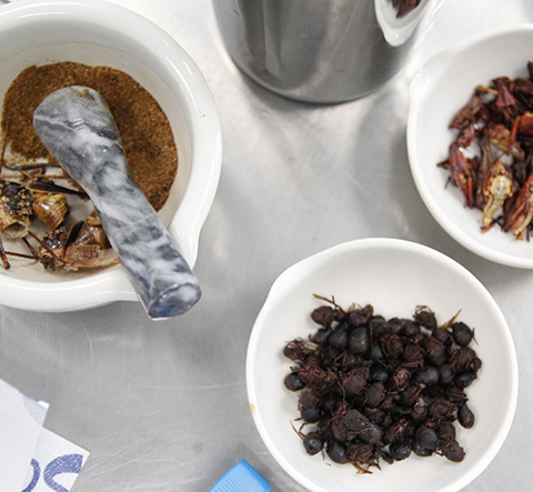 UAT investiga proteínas de insectos para consumo humano. (Cortesía)