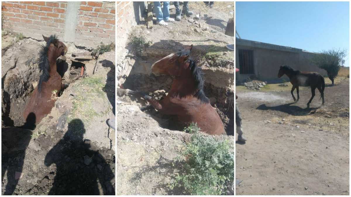El caballo fue rescatado en la ciudad de León