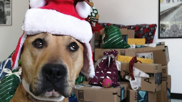 Perritos del Metro de CdMx están listos para entregar cartas a los Reyes Magos