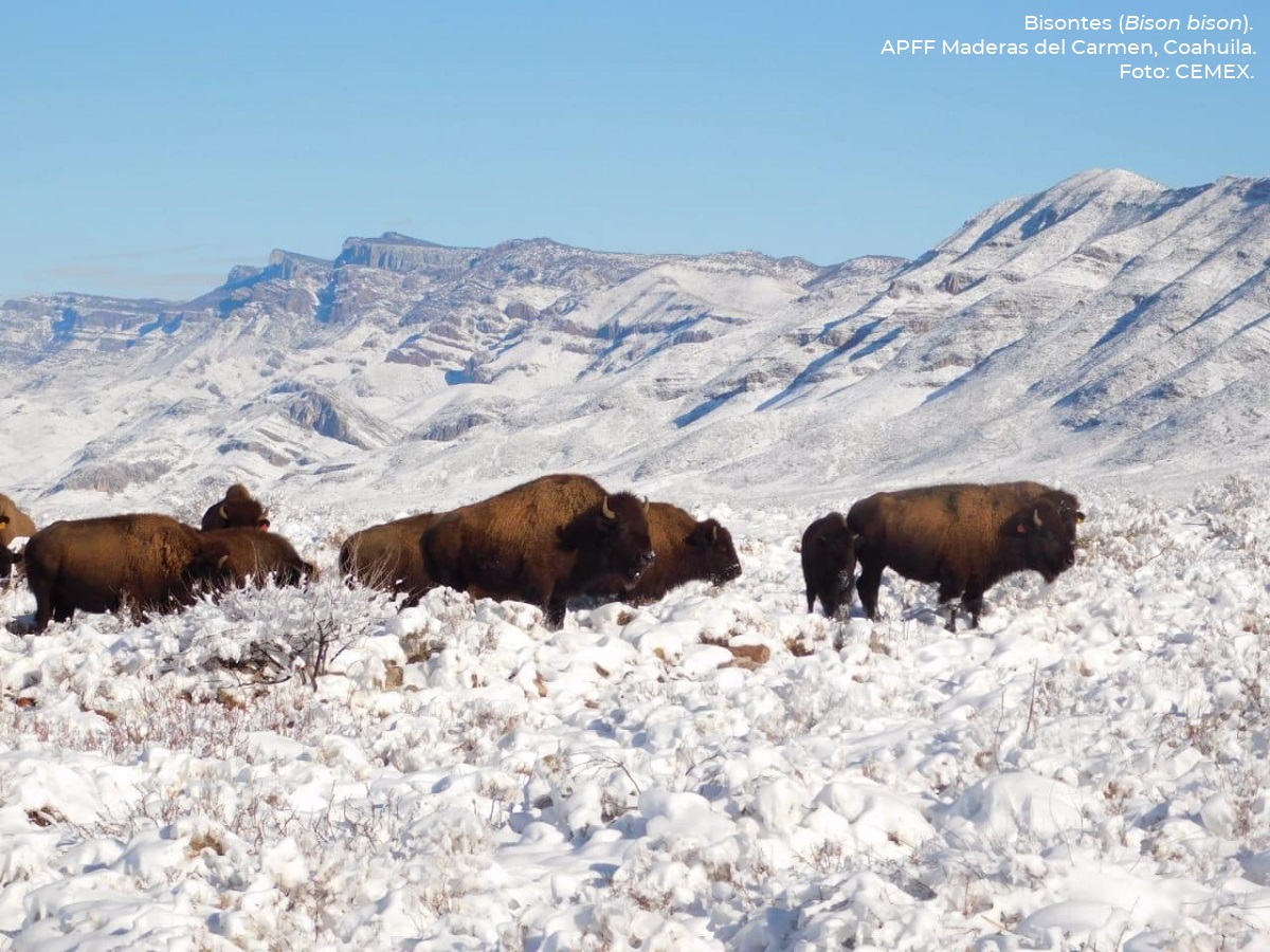 Bisontes americanos en Coahuila, México | CEMEX