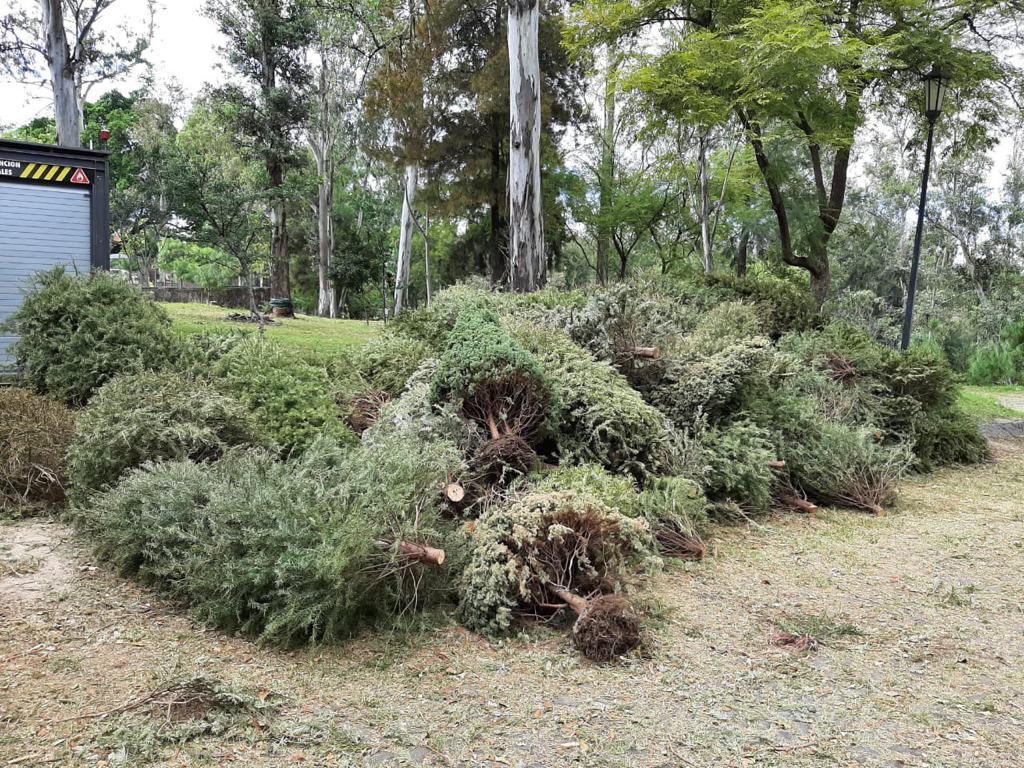 Guadalajara y Zapopan habilitan centros de acopio para llevar los arbolitos de navidad (Especial)