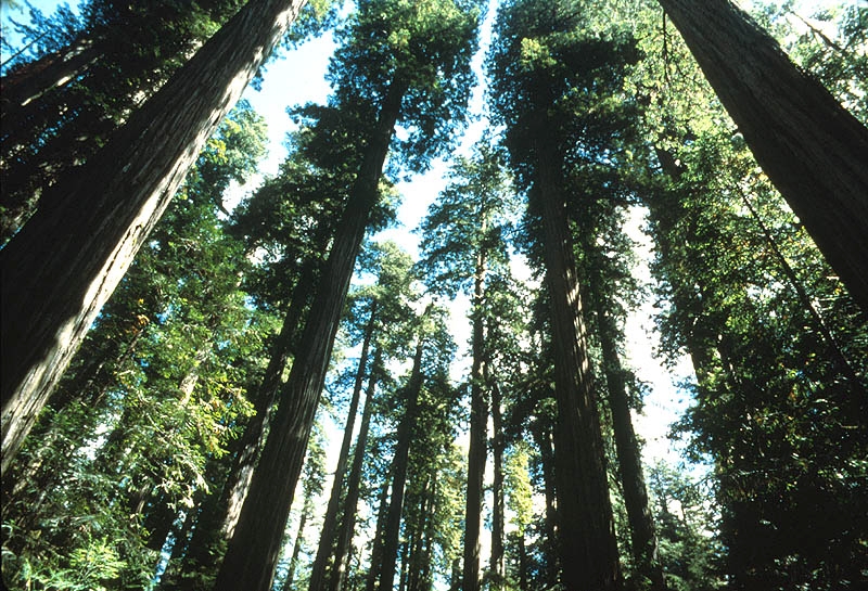 Sequoyas rojas gigantes del Parque Nacional Redwood, Foto: nps.gov