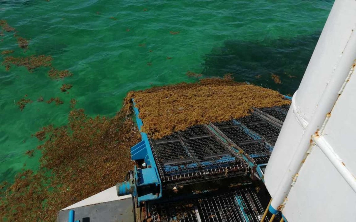 Para 2021, Semar espera menores cantidades de sargazo en Quintana Roo y el Caribe
