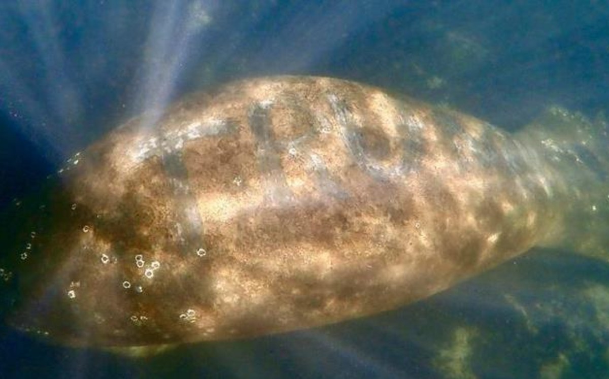 El animal  fue visto en las aguas del río Homosassa. (Twitter)