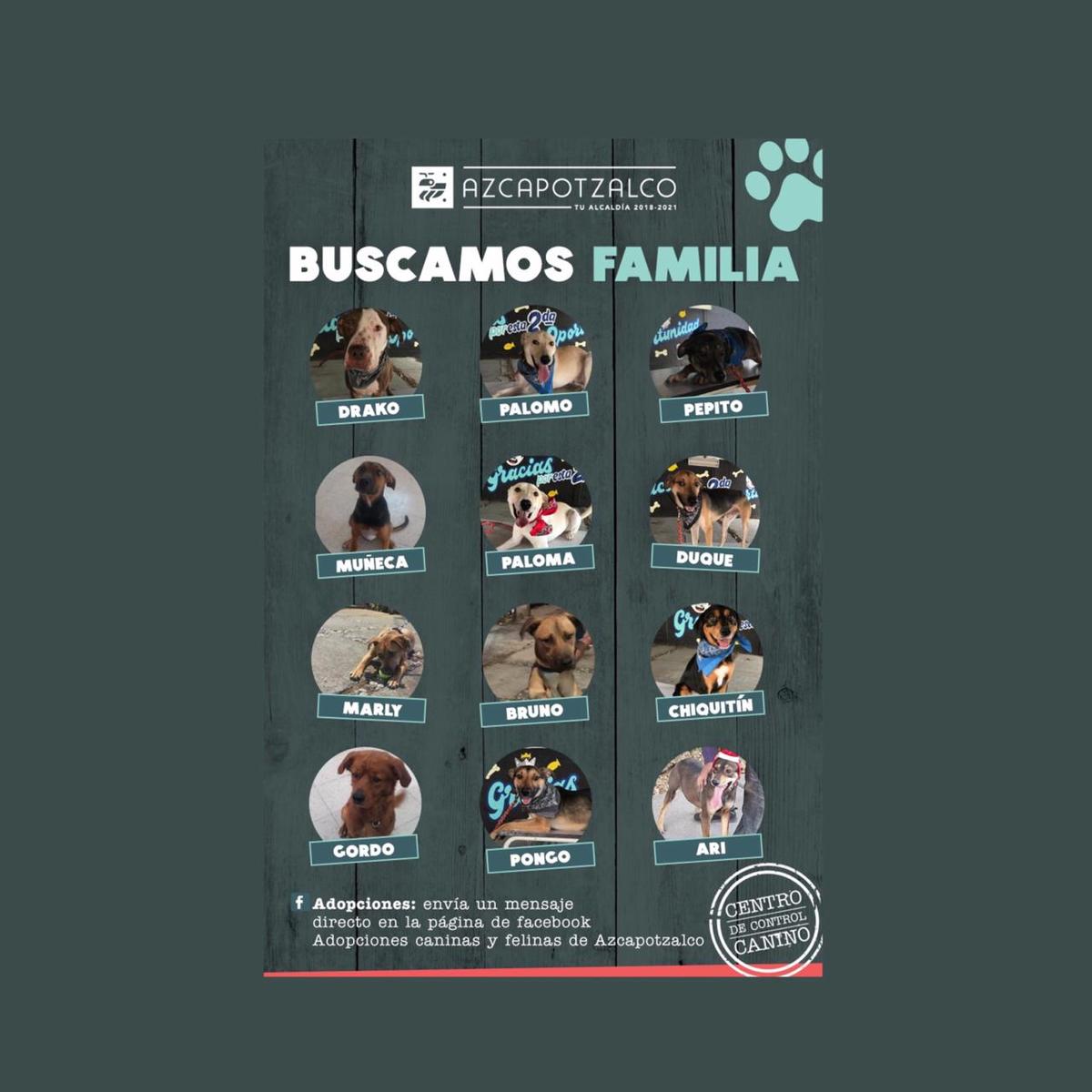 Adopción de perritos en la alcaldía Azcapotzalco | Especial