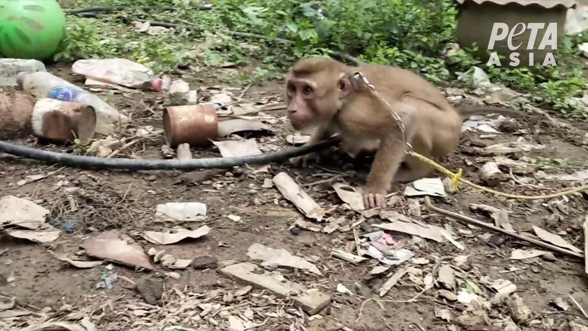 Los monos son secuestrados de sus familias y hogares cuando son bebés. (PETA Latino)