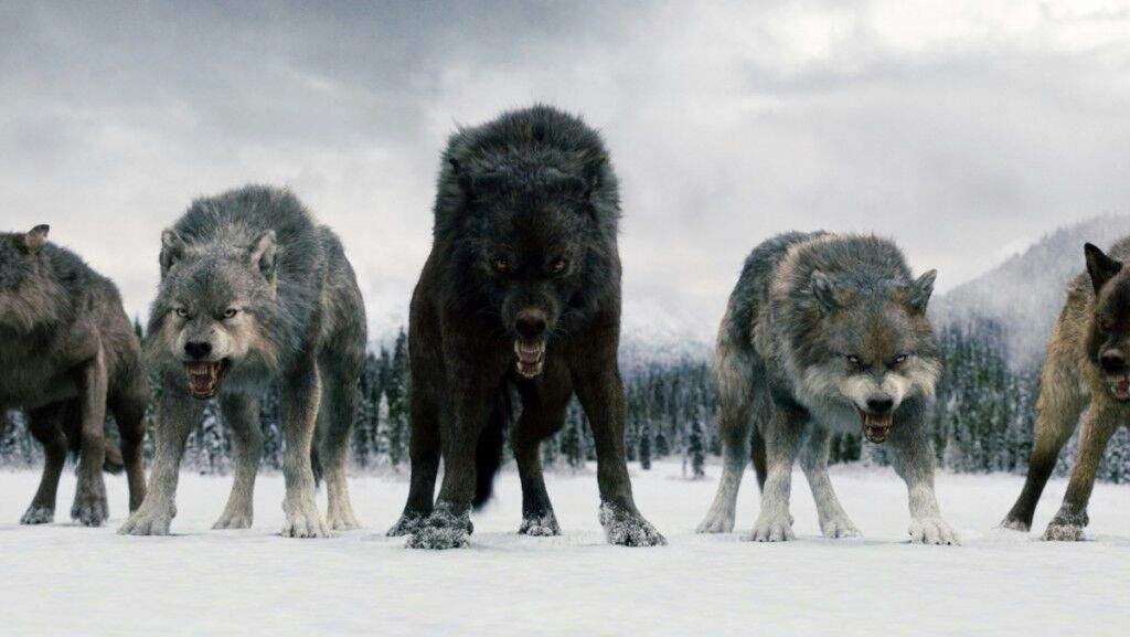 ADN de los lobos revela  secretos de los lobos (dpa)