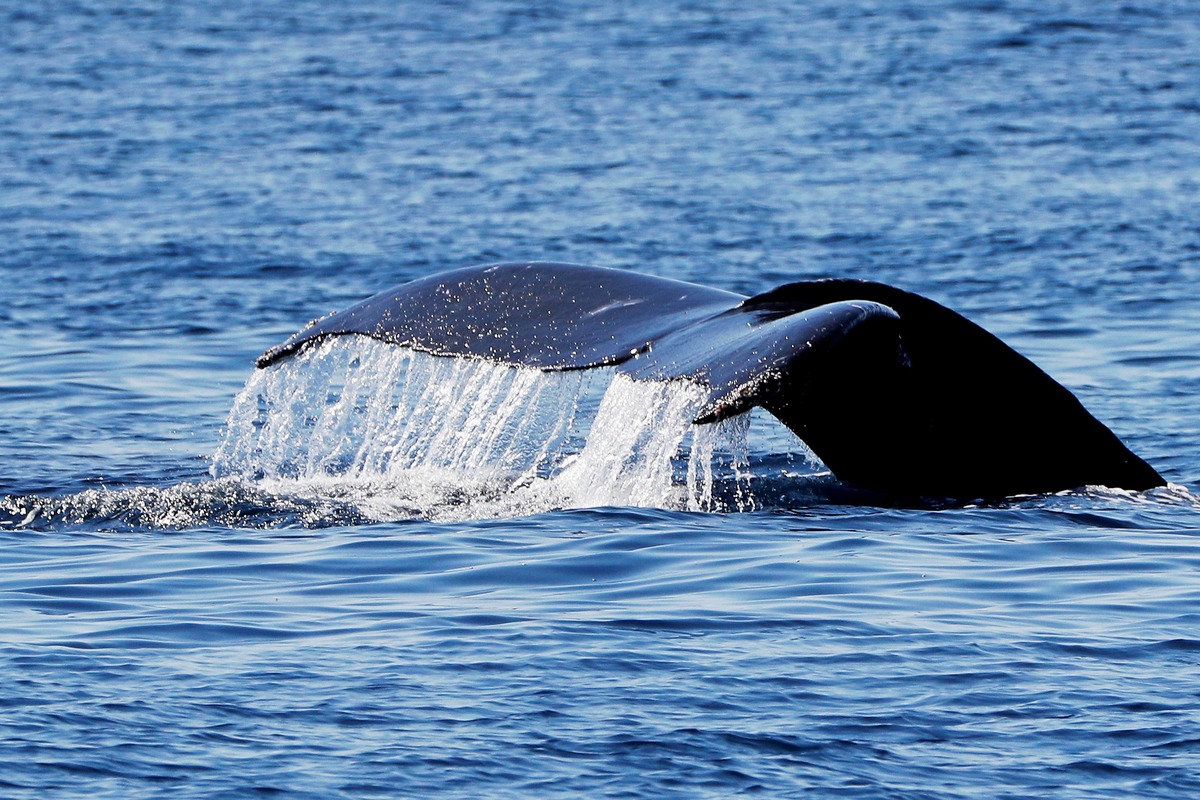 Dónde ver ballenas en California. Foto: EFE/ Esteban Biba