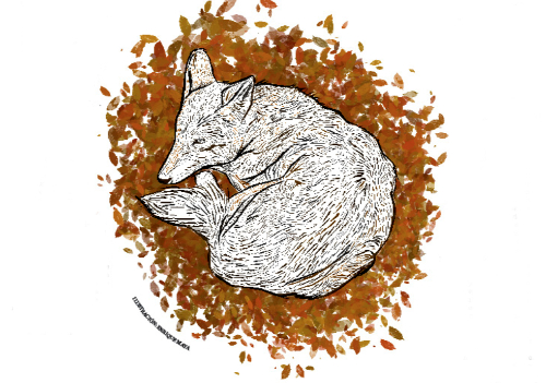 Coyote viene del náhuatl 'coyotl', cuyo nombre científico es Canis latrans, significa “perro que ladra”. | Gráfico: Enrique Maya