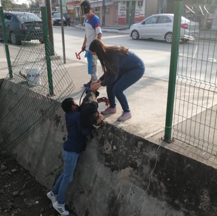 Perro rescatado en canal de Tampico. (Cortesía)