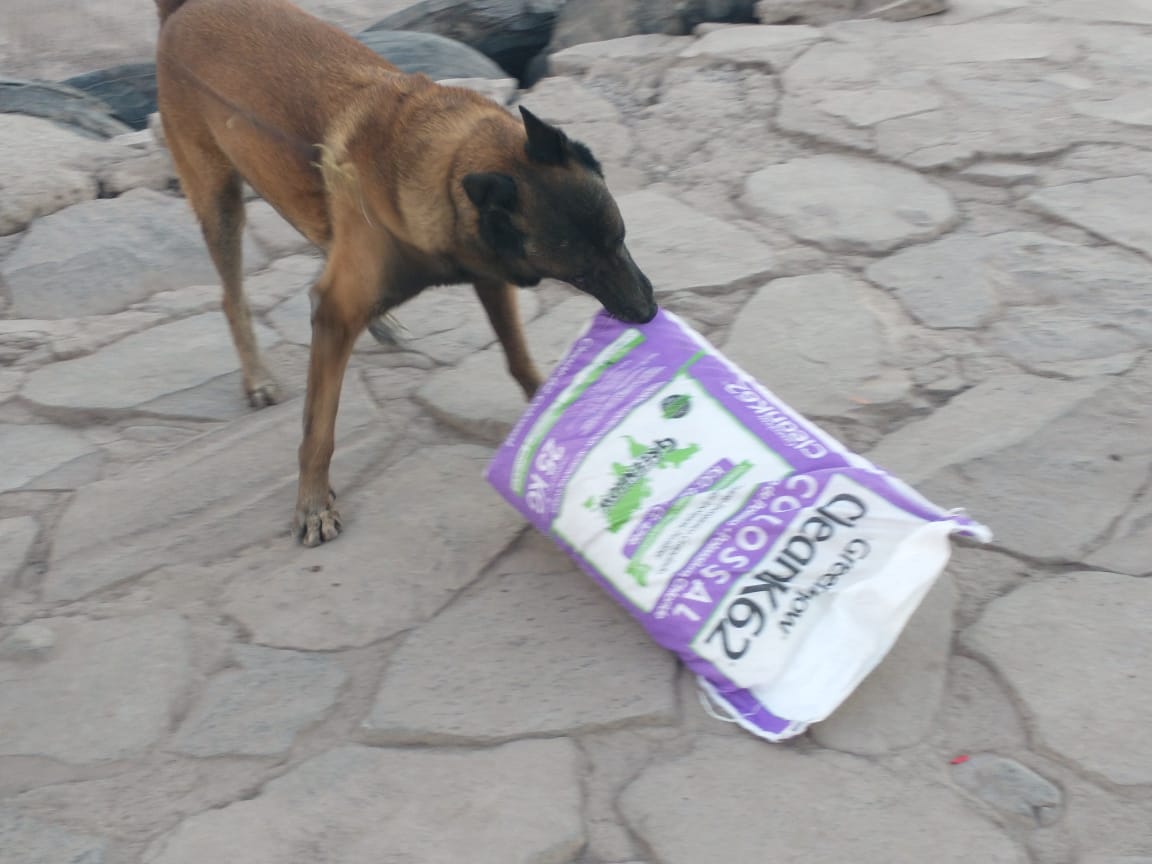 Un binomio canino halló droga en bolsas de fertilizante en BCS / Especial