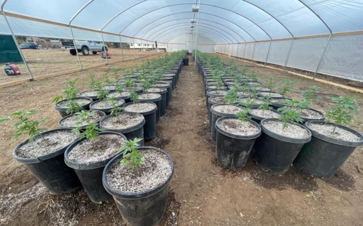 En su intento de huida, el hombre atravesó por un cultivo ilegal de mariguana. (Cortesía CBP)