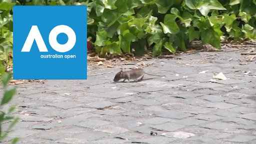 Invasión de ratones en el Abierto de Australia (especial)