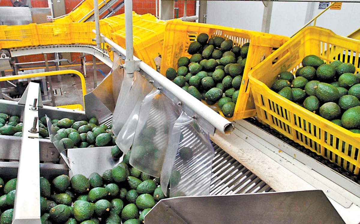 Aguacate, algodón y más: China reducirá aranceles a algunos productos mexicanos