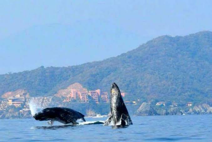 Los avistamientos de ballenas iniciaron a principios del mes de diciembre y finalizará hasta el 20 de marzo del presente año. (Javier Trujillo)