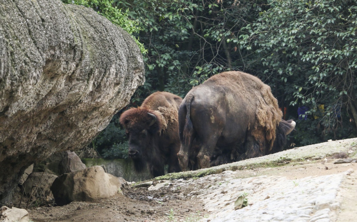 El bisonte está en la lista de especies en riesgo de extinción. (Cuartoscuro)