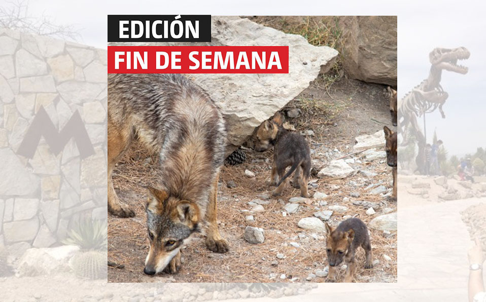 El Museo del Desierto de Saltillo cuenta con al menos cuatro especies que en algún momento estuvieron en peligro de extinción. (Especial)
