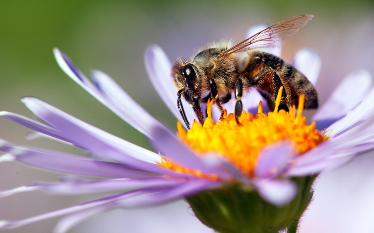 Abeja extrayendo polen. (Shutterstock)