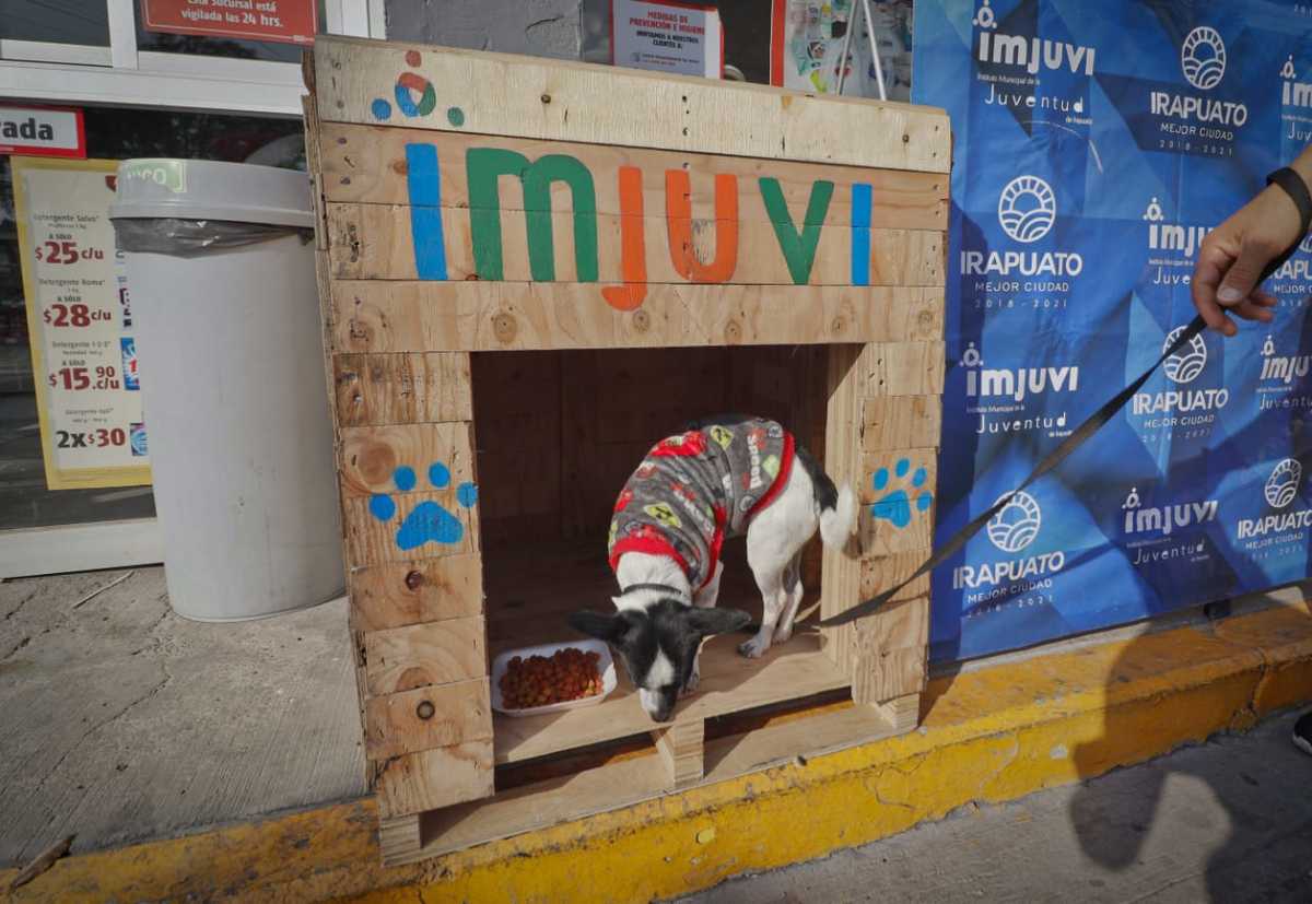 Jóvenes invitan a negocios a adoptar perritos en situación de calle