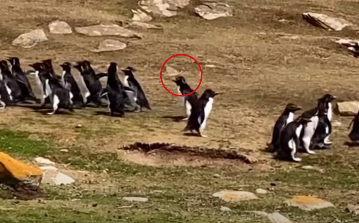 El despiste de un pingüino al confundirse de dirección durante una "charla" entre grupos se hace viral. (Captura)