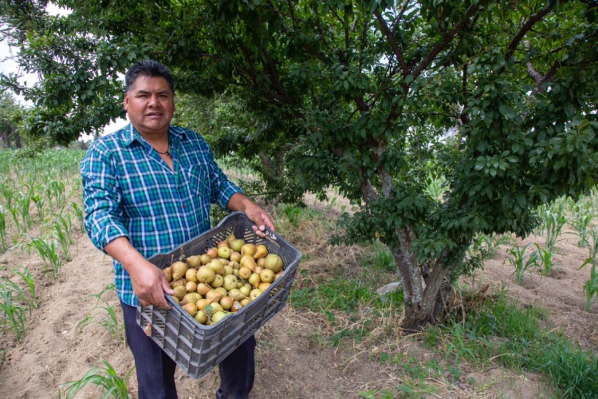 Campesino de San Andrés Calpan labora en la recolección de frutas. (Andrés Lobato)