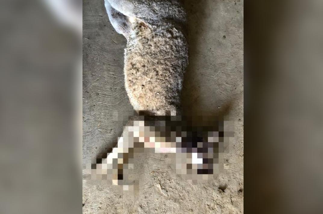 Los canguros estaban dentro de su hábitat y con señas de haber sido atacados por otro animal.
