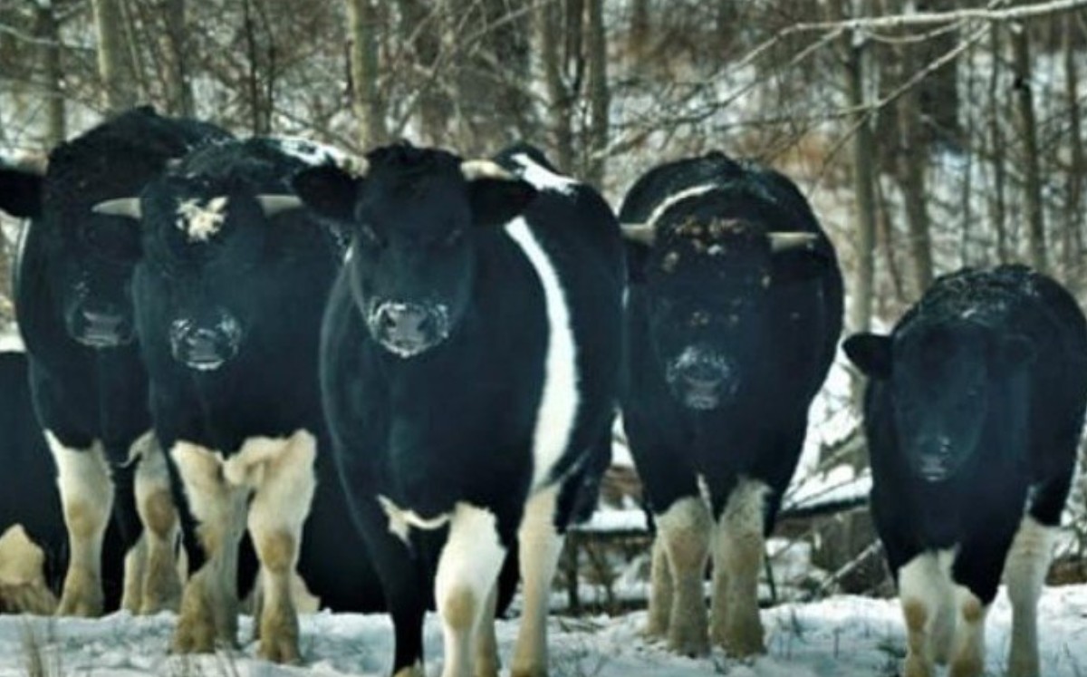Las vacas abandonadas en Chernobyl tienen un comportamiento más salvaje. (Facebook)