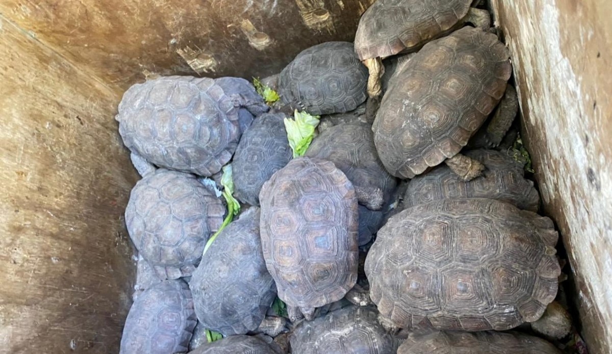 Entre los animales resguardados hay tortugas, monos y guacamayas. | Especial