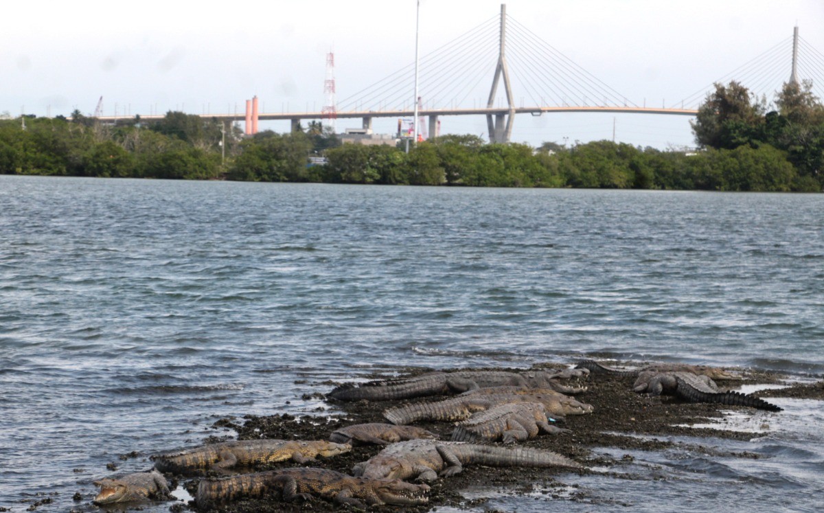 Cocodrilos en Tampico. (Yazmín Sánchez)