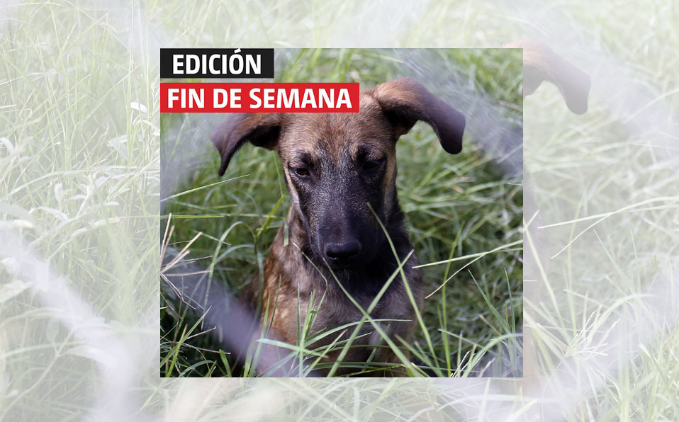 Siempre serán insuficientes los programas de esterilización debido a la sobrepoblación canina y a la falta de información. (Rolando Riestra)