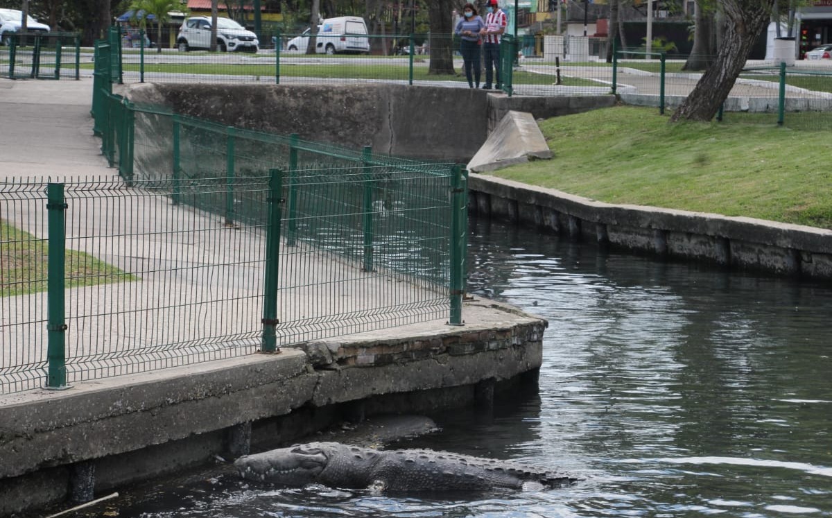 Shakira y Juancho son cocodrilos famosos en la laguna del Carpintero de Tampico. (Yazmín Sánchez).
