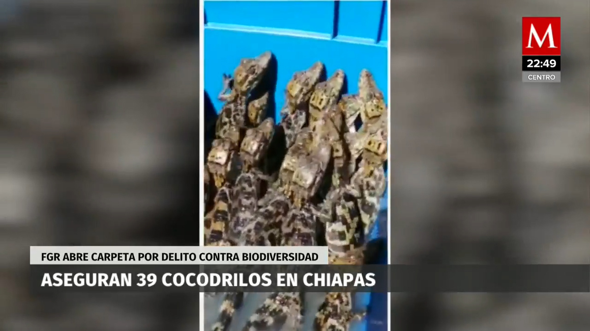 En Chiapas, FGR asegura a 39 cocodrilos guardados en una hielera