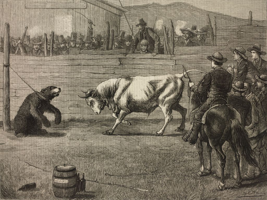 Un oso y un toro, a punto de combatir. Ilustración de 1876. Biblioteca Ambrosiana/Getty Images