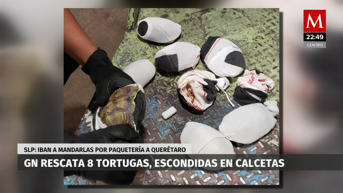 Rescata a tortugas escondidas en calcetas en aeropuerto de SLP