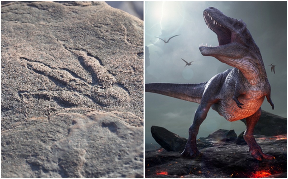 Niña de 4 años descubre huella de dinosaurio en playa (Especial/Museo Nacional de Gales).