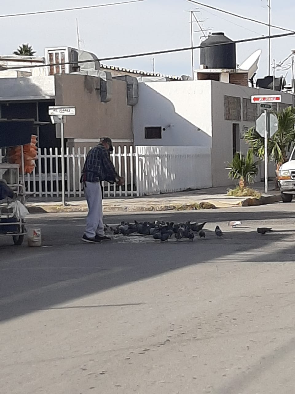 Camina Don José hacia un lado y otro y las aves lo siguen, pidiendo más comida. (Especial)